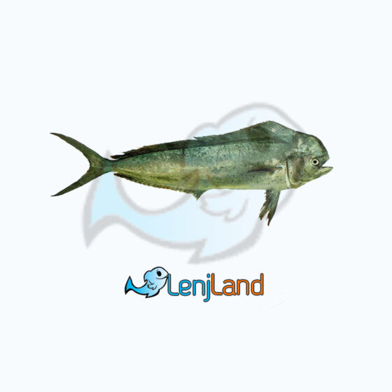 قیمت و خرید ماهی گالیت | خواص ماهی گالیت