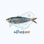 خرید ماهی ساردین، ارزش های غذایی، نحوه طبخ و قیمت ماهی ساردین