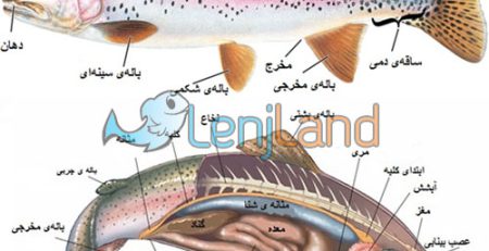  شناخت و معرفی اعضای کامل بدن ماهی چگونه است؟