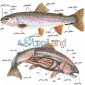  شناخت و معرفی اعضای کامل بدن ماهی چگونه است؟