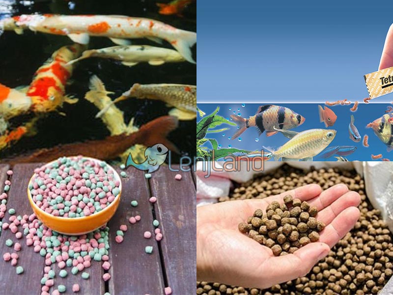 غذای انواع ماهی ها چیست؟ ( غذای ماهی دریا، ماهی رودخانه، ماهی دریاچه)