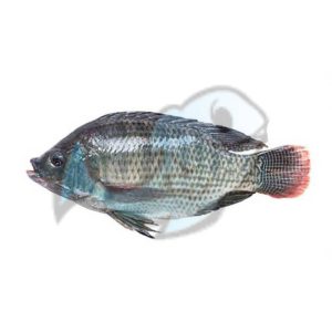 خرید ماهی تیلاپیا