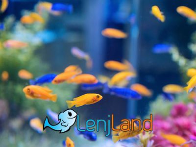 عمر انواع ماهی آکواریومی چقدر است؟