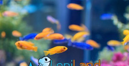 عمر انواع ماهی آکواریومی چقدر است؟