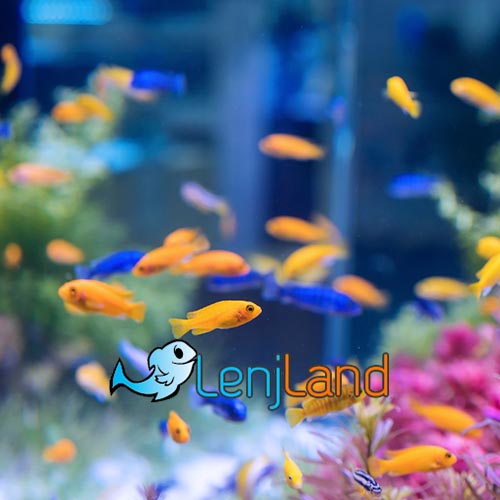 عمر انواع ماهی آکواریومی چقدر است؟