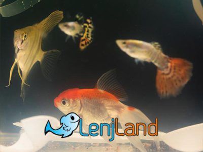 ماهی گوپی چیست؟ و چند بار زایمان می‌کند؟