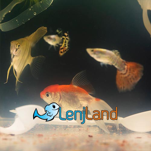 ماهی گوپی چیست؟ و چند بار زایمان می‌کند؟