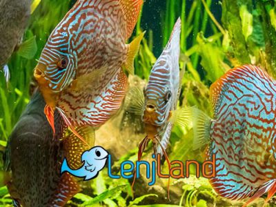 ماهی های سازگار با یکدیگر در یک آکواریوم؟