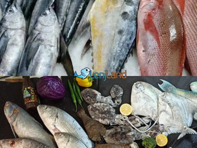 تفاوت انواع ماهی جنوب، معرفی بهترین و گرانترین نوع ماهی