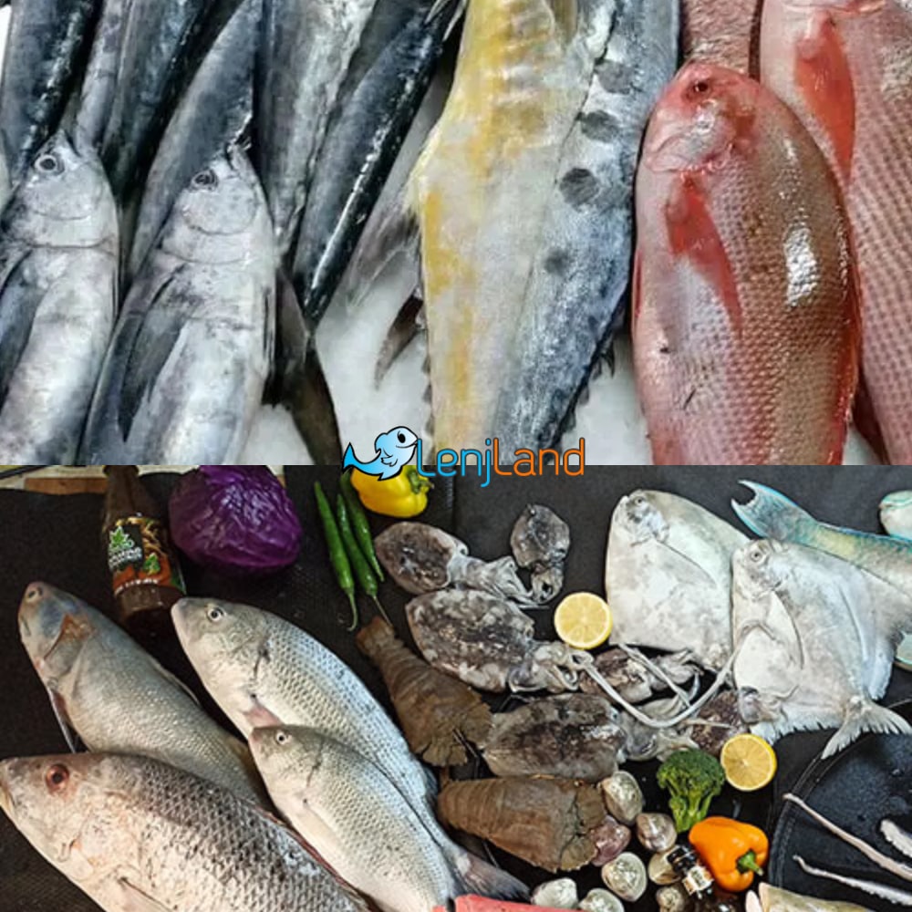 تفاوت انواع ماهی جنوب، معرفی بهترین و گرانترین نوع ماهی