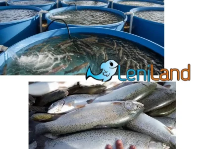 آموزش پرورش ماهی قزل آلا