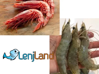 تفاوت میگو پرورشی و دریایی