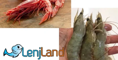 تفاوت میگو پرورشی و دریایی