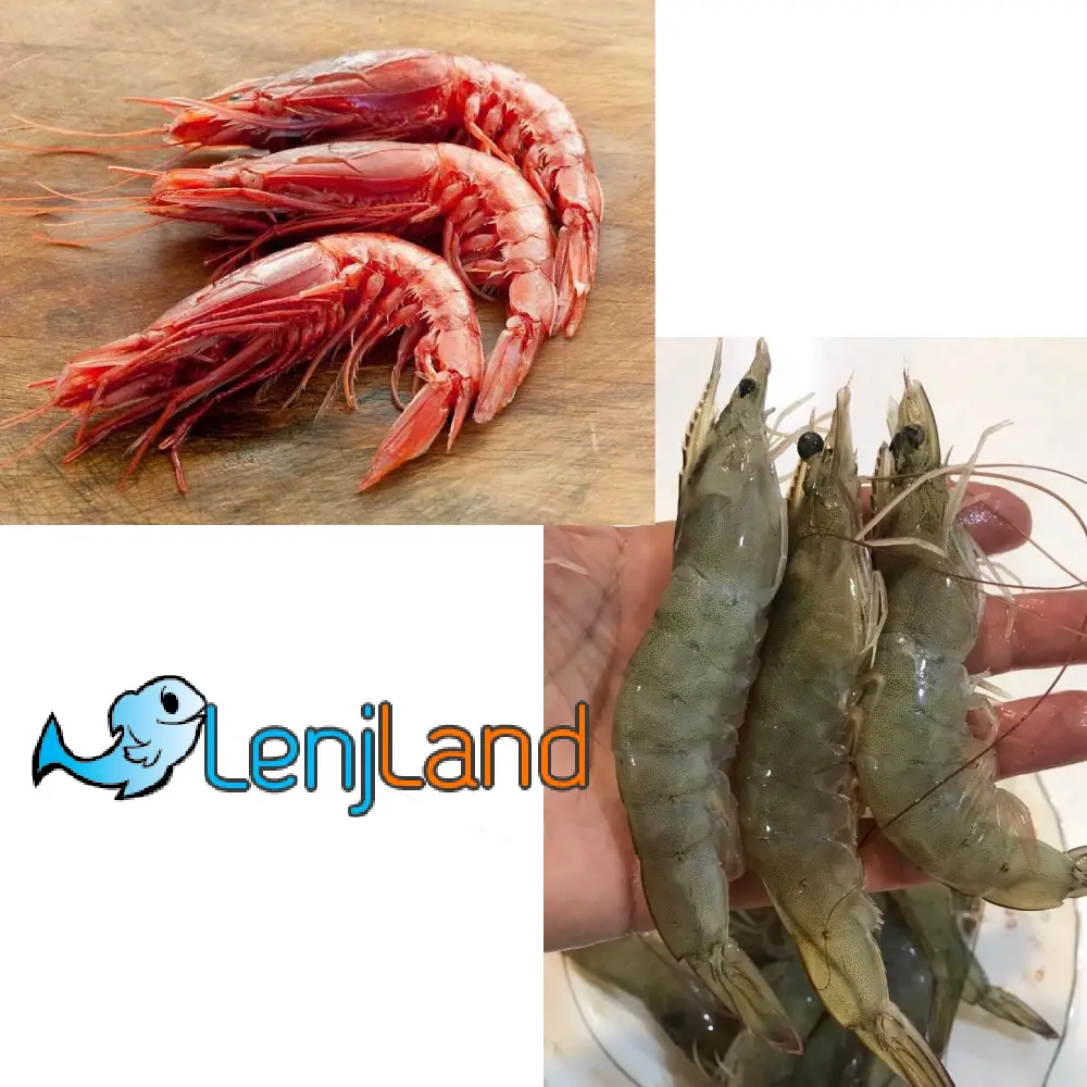 تفاوت میگو پرورشی و دریایی
