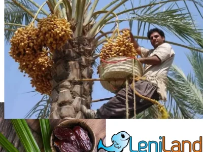 آموزش کاشت و پرورش درخت خرما