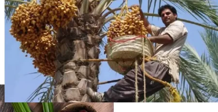 آموزش کاشت و پرورش درخت خرما