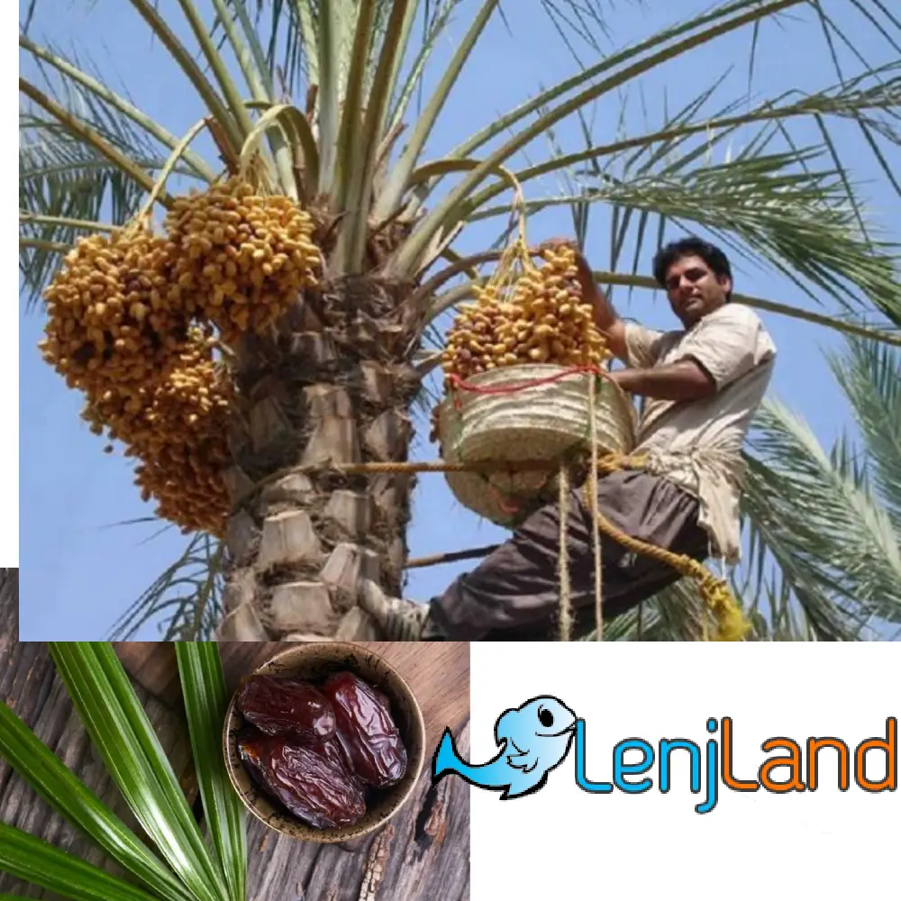 آموزش کاشت و پرورش درخت خرما