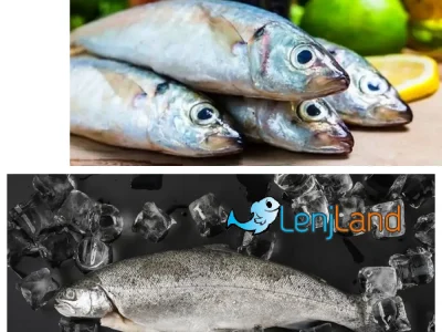 نشانه‌های فاسد بودن ماهی چیست؟