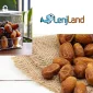 انواع روش‌های نگهداری از خرما برای طولانی مدت، بهترین روش