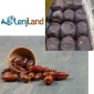 تفاوت خرمای مضافتی، پیارم و کبکاب