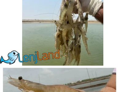 آموزش کامل و جامع پرورش میگو