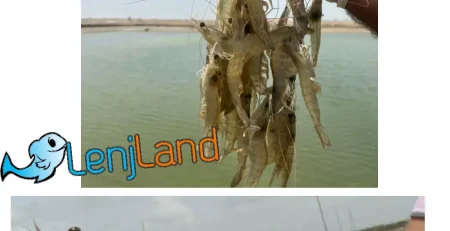 آموزش کامل و جامع پرورش میگو