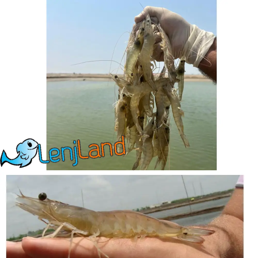 آموزش کامل و جامع پرورش میگو