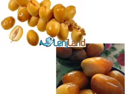 مراحل رشد خرما، از خارک تا خرما