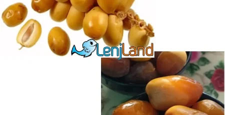 مراحل رشد خرما، از خارک تا خرما