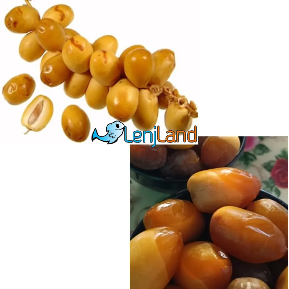 مراحل رشد خرما، از خارک تا خرما