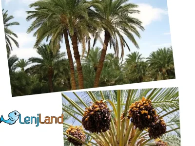 درخت نخل چیست؟ درخت خرما، نحوه کاشت، آبیاری و نگهداری