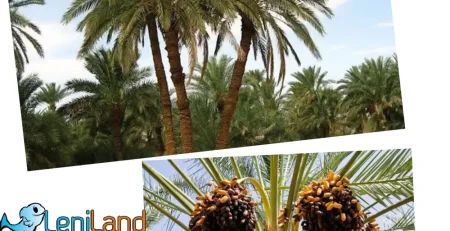 درخت نخل چیست؟ درخت خرما، نحوه کاشت، آبیاری و نگهداری