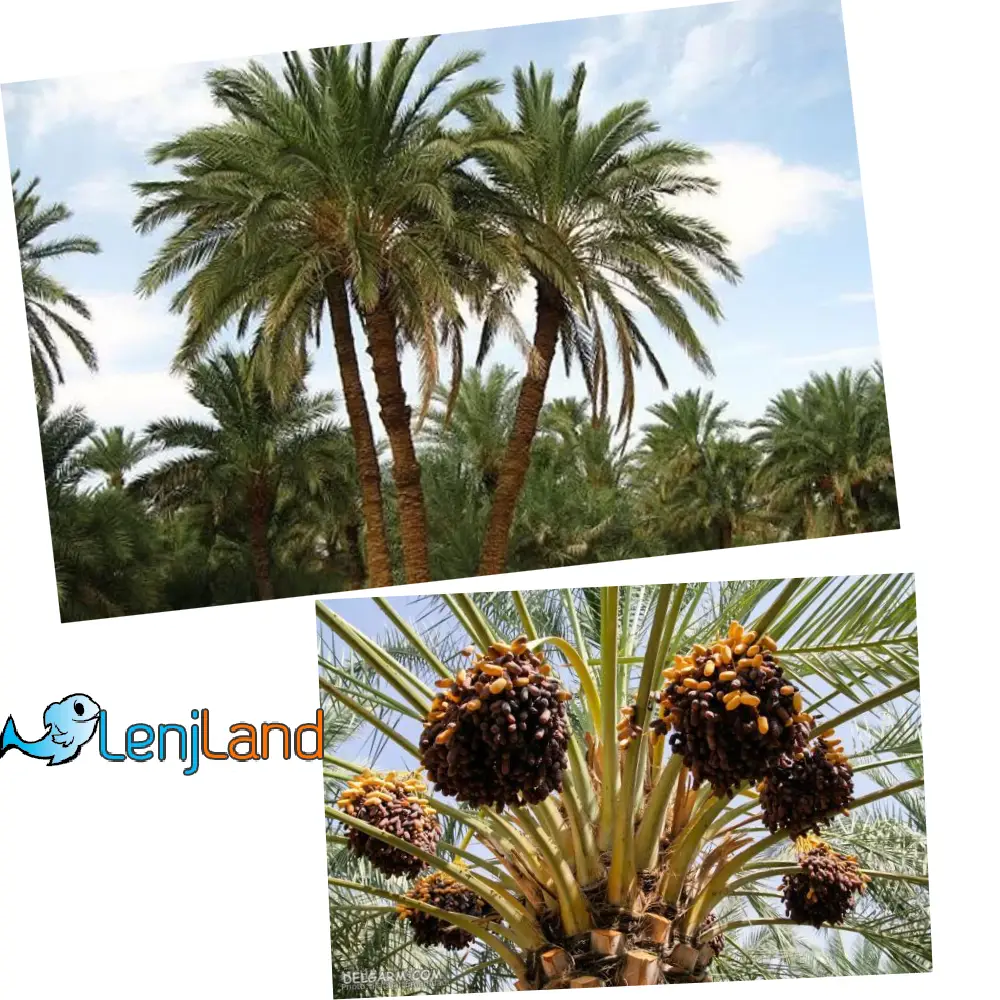 درخت نخل چیست؟ درخت خرما، نحوه کاشت، آبیاری و نگهداری