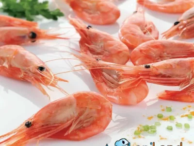 قیمت انواع میگو، امروز + 6 آذر ۱۴۰۴