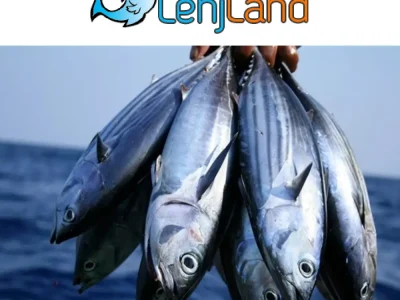 ارزان ترین ماهی جنوب، قیمت و خصوصیات