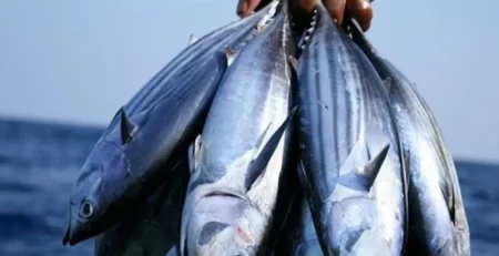 ارزان ترین ماهی جنوب، قیمت و خصوصیات