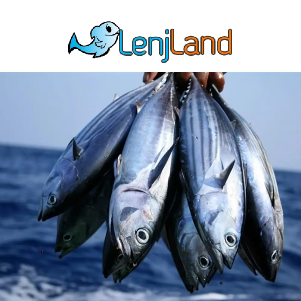 ارزان ترین ماهی جنوب، قیمت و خصوصیات